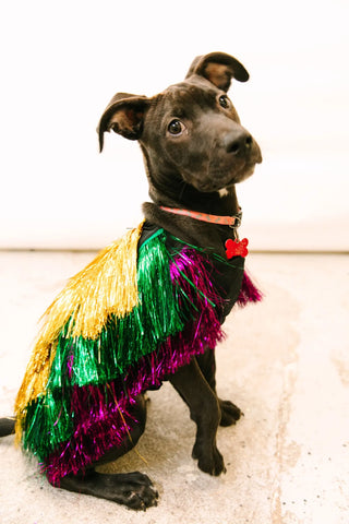 PRESALE: Doggie Tinsel Jacket - Fringe+Co