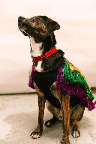 PRESALE: Doggie Tinsel Jacket - Fringe+Co