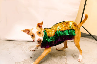 PRESALE: Doggie Tinsel Jacket - Fringe+Co